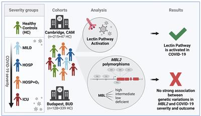 Complement lectin pathway activation is associated with COVID-19 disease severity, independent of MBL2 genotype subgroups